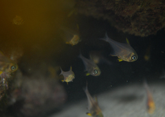 Pempheris multiradiata