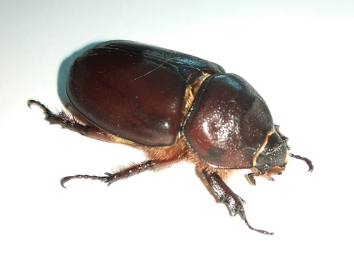 Scarabeo rinoceronte