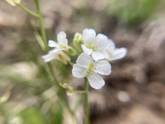 Arabis nuttallii