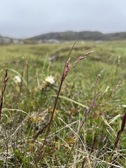 Vahlodea atropurpurea