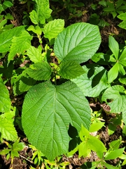 Viburnum lantanoides image