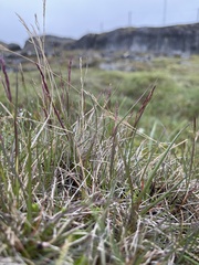 Agrostis vinealis