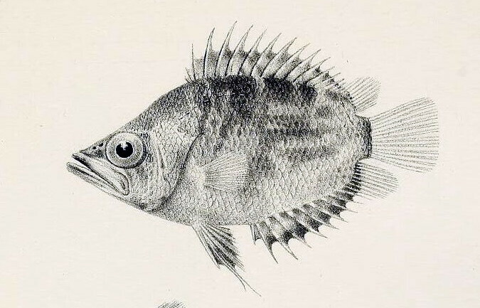 Polycentropsis