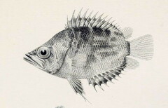 African Leaffish photo 2
