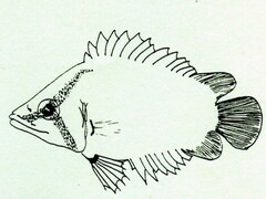 African Leaffish photo 3