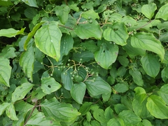 Cornus sanguinea