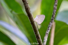 Jamides alecto ageladas