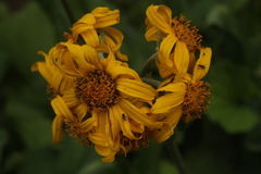 Ligularia calthifolia