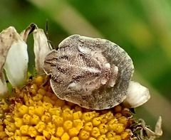 Eurygaster testudinaria