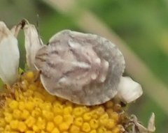 Eurygaster testudinaria