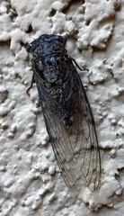 Diceroprocta swalei