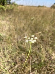 Seseli hippomarathrum