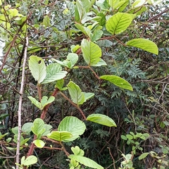 Rubus ellipticus