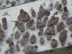 Ropalidia plebeiana