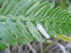 Cofana spectra