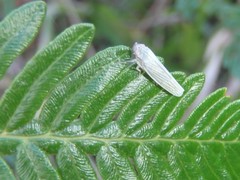 Cofana spectra