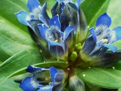 Gentiana cruciata cruciata