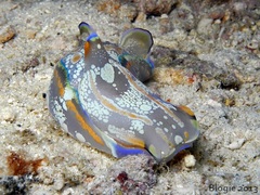 Philinopsis speciosa