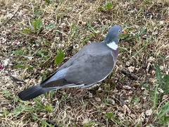 Columba palumbus