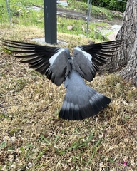 Columba palumbus