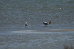 Chroicocephalus genei