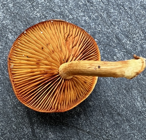 Gymnopilus subdryophilus (Photo 3 of 4)