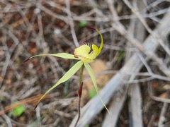 Caladenia xanthochila