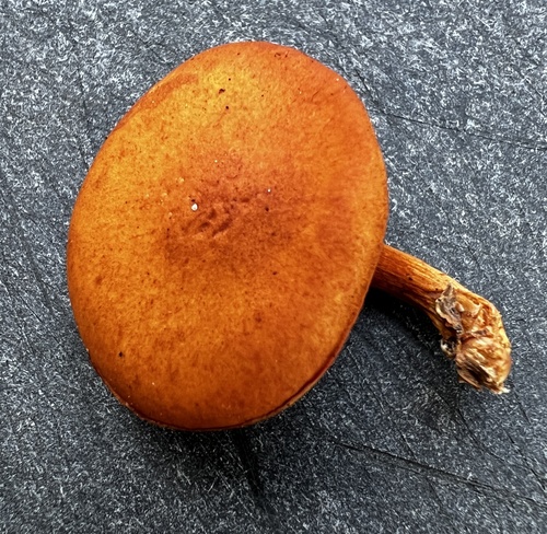 Gymnopilus subdryophilus (Photo 4 of 4)