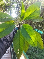 Verbesina crassiramea