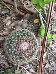 Mammillaria gaumeri