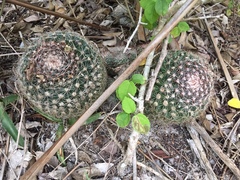 Mammillaria gaumeri