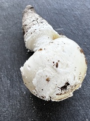Amanita roanokensis image