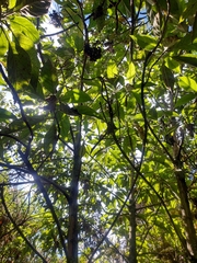 Verbesina crassiramea