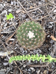 Mammillaria gaumeri