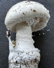 Amanita roanokensis image