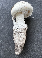 Amanita roanokensis image