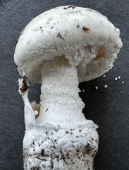 Amanita roanokensis image