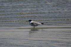 Sterna hirundo
