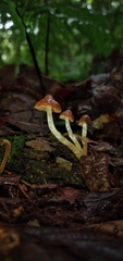 Cortinarius acutus
