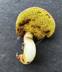 Aureoboletus pseudoauriporus