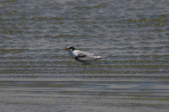 Sterna hirundo
