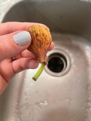 Carpophilus hemipterus