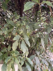 Dicliptera suberecta