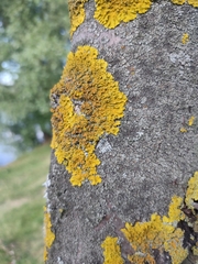 Xanthoria parietina