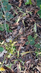 Knowltonia vesicatoria