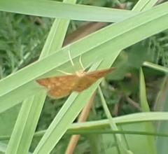 Idaea serpentata