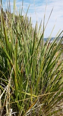 Dianella brevicaulis