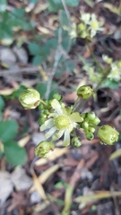 Knowltonia vesicatoria