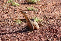 Varanus panoptes