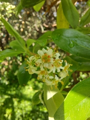 Escallonia paniculata